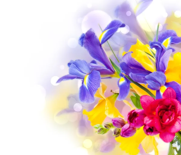 Fleurs fraîches d'iris de printemps isolées sur blanc Photo De Stock