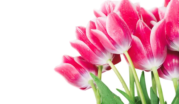 Fiori di tulipano freschi primaverili isolati su bianco Foto Stock Royalty Free