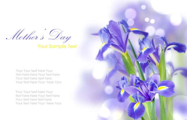 Fiori freschi di iris primaverili idolatrati sul bianco — Foto Stock