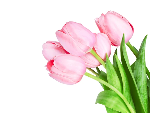 Fiori di tulipano freschi primaverili isolati su bianco — Foto Stock
