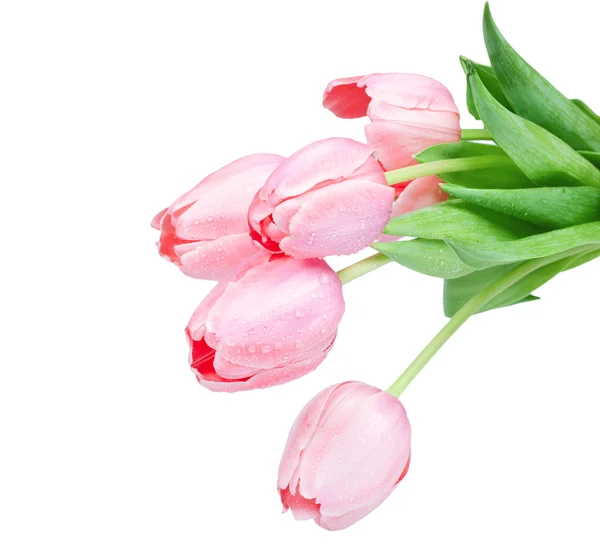Fresh spring tulip flowers isolated on white — Stock Photo, Image
