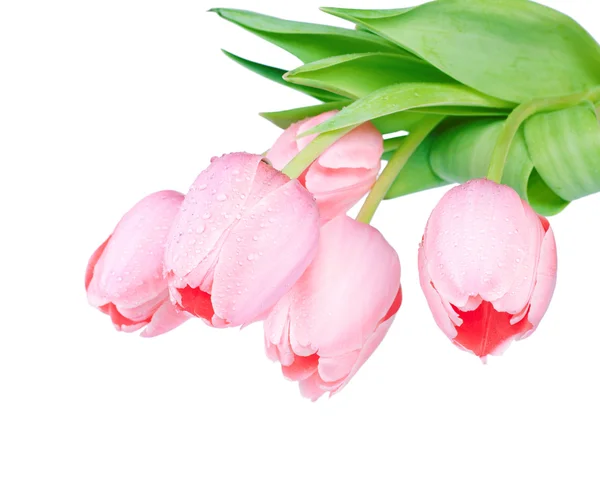 Fresh spring tulip flowers isolated on white — Stock Photo, Image