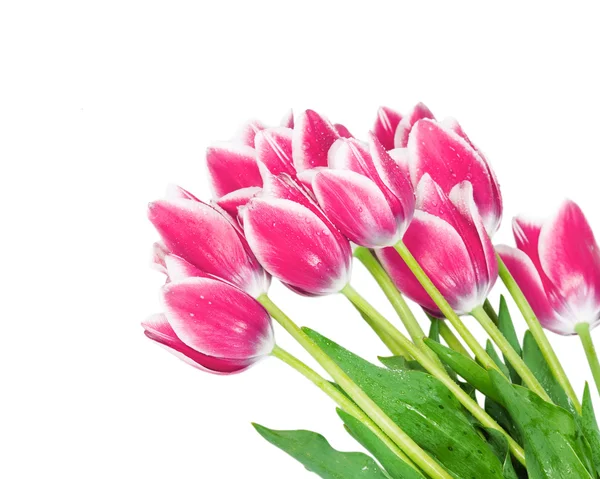 Fleurs fraîches de tulipes printanières isolées sur blanc — Photo