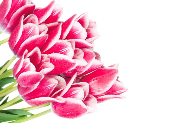 Färsk våren tulpan blommor isolerad på vit — Stockfoto