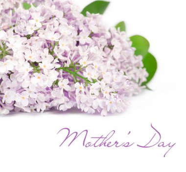 Branch of lilac isolated on white clipart