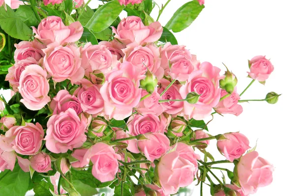 Pink roses postcard design on white — Stock Photo, Image