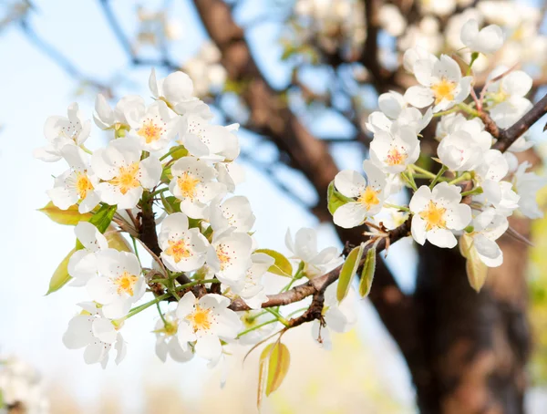 Flores frescas de primavera — Foto de Stock