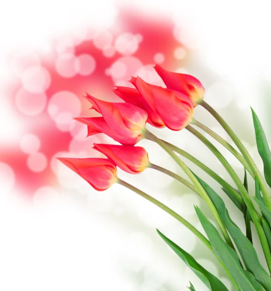 Flores de tulipán aisladas en blanco — Foto de Stock