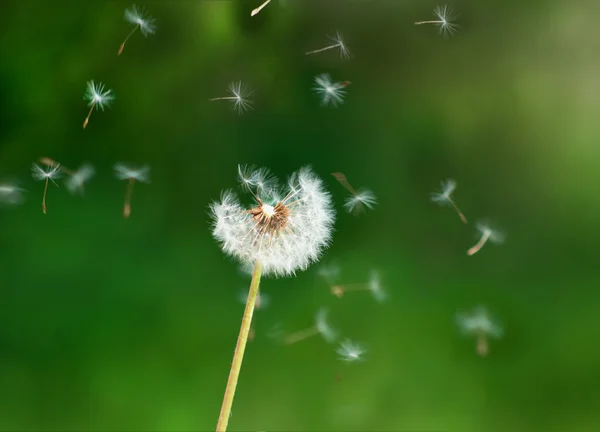 Löwenzahn — Stockfoto