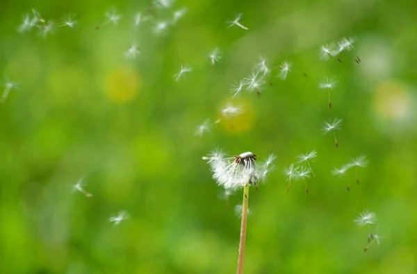 Löwenzahn — Stockfoto