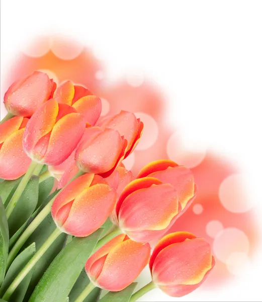Flores de tulipa isoladas em branco — Fotografia de Stock