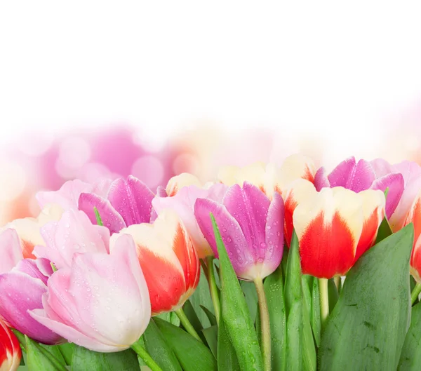 Fleurs de tulipes isolées sur blanc — Photo