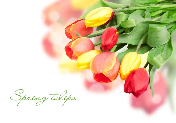 Tulp bloemen geïsoleerd op wit — Stockfoto