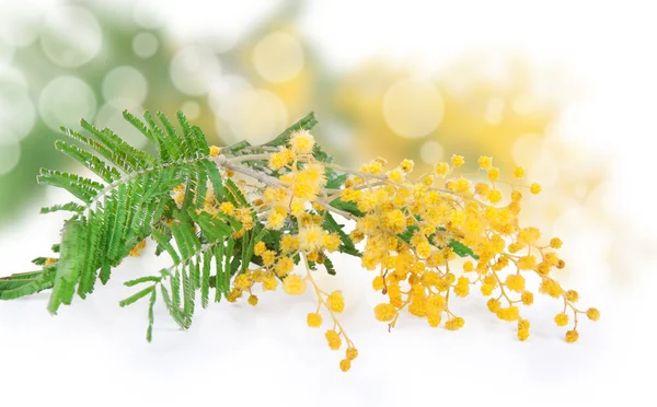 Flor de Mimosa isolada sobre branco Fotos De Bancos De Imagens