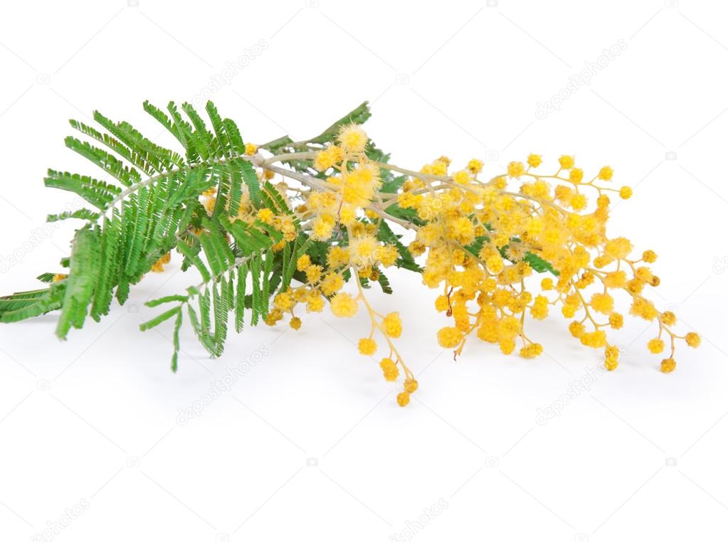 Mimosa flower isolated on white