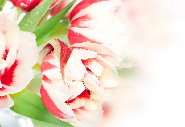 Fiori freschi di tulipano primaverili con gocce d'acqua — Foto Stock