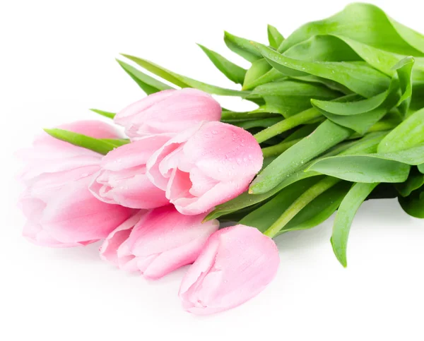 Flores frescas de tulipán de primavera —  Fotos de Stock