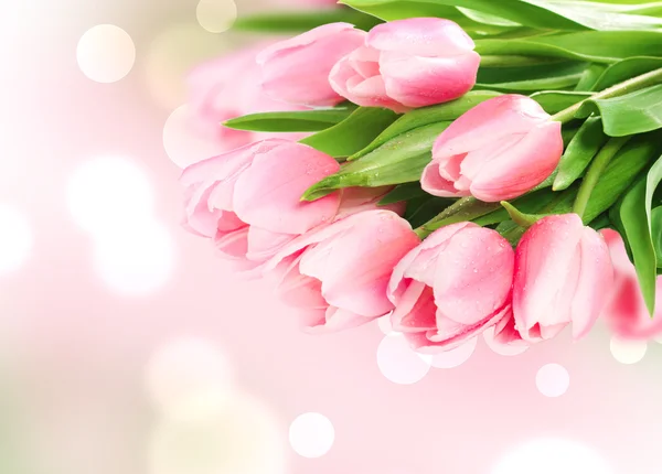 Fresh spring tulip flowers — Stock Photo, Image