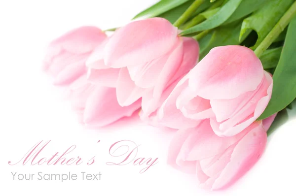 Fresh spring tulip flowers — Stock Photo, Image