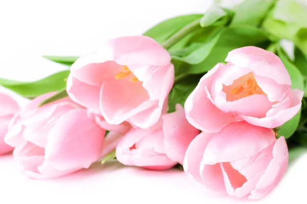Fleurs fraîches de tulipes printanières — Photo