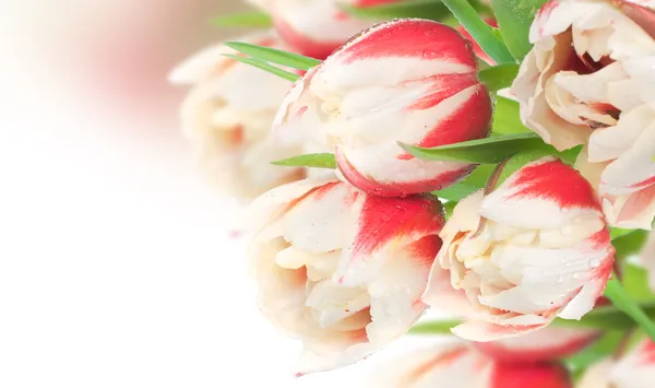 Fleurs fraîches de tulipes printanières — Photo