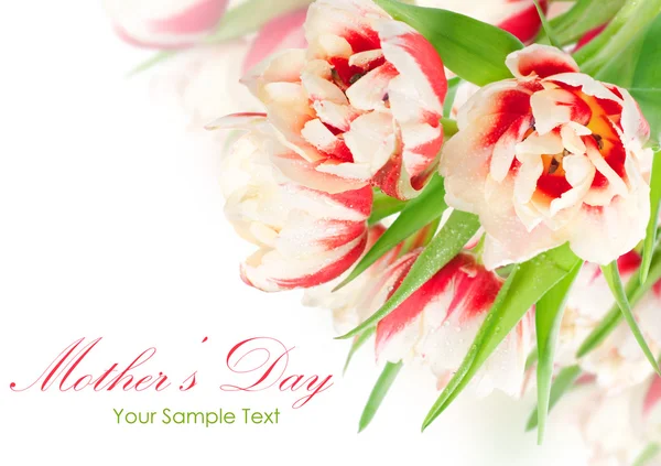 Fresh spring tulip flowers — Stock Photo, Image