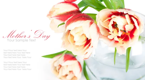 Fresh spring tulip flowers — Stock Photo, Image