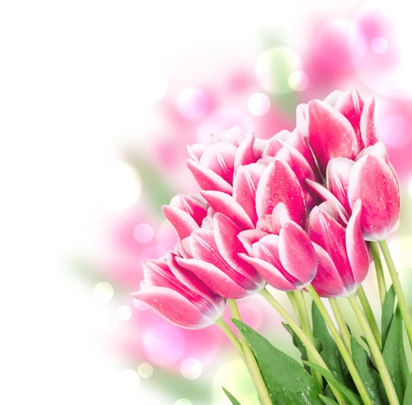 Fresh spring tulip flowers — Stock Photo, Image