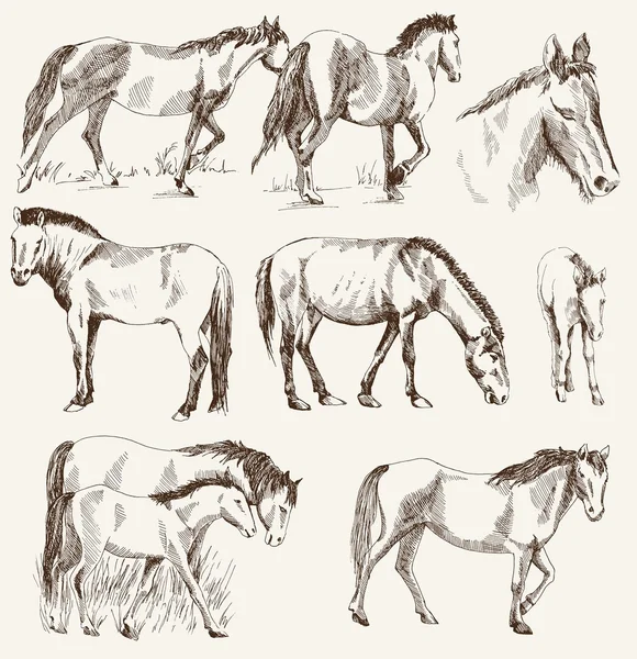 Siluety koní — Stockový vektor