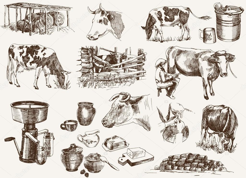 Cow and milk products