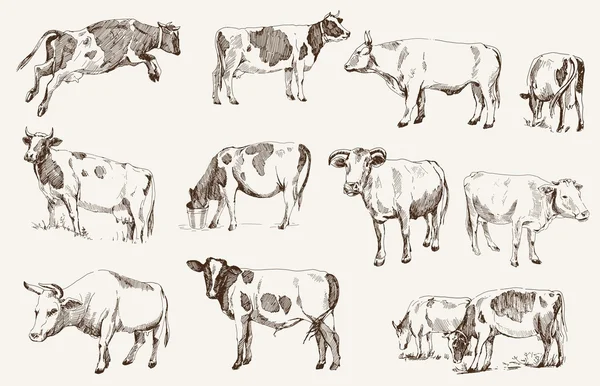 La vache. élevage d'animaux — Image vectorielle