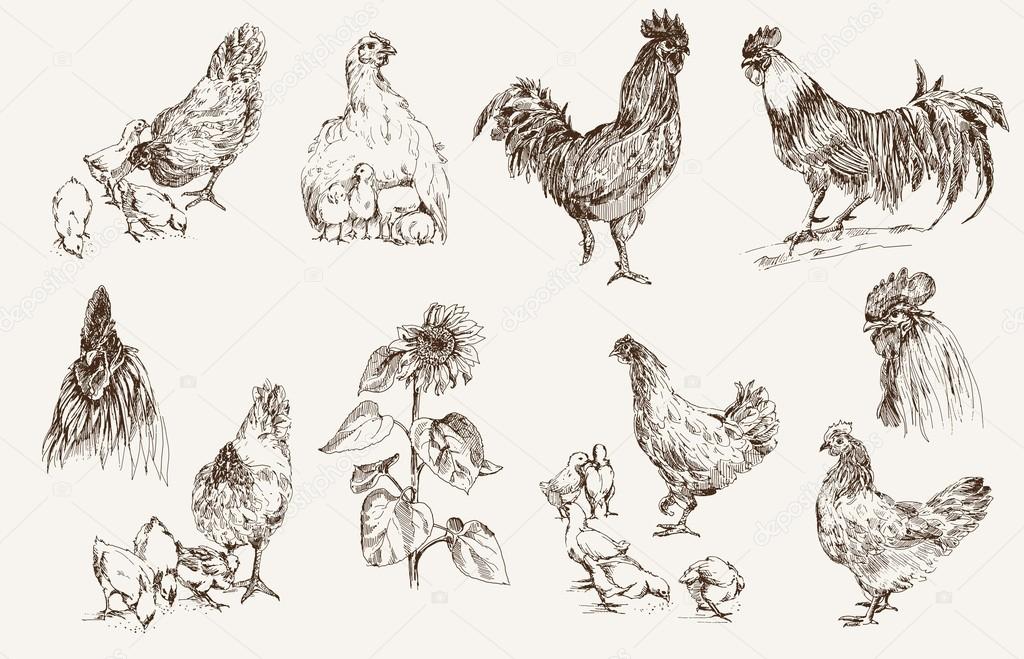 Chicken breeding