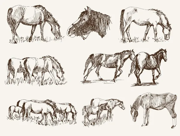 Silhuetter av hästar — Stock vektor