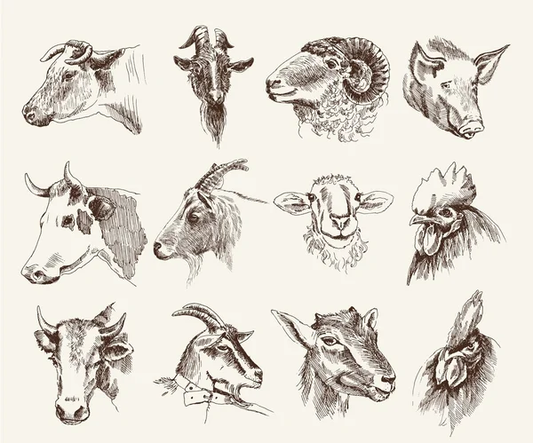 Head of farm animals — Stock Vector