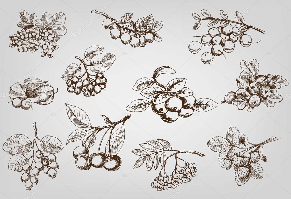 Set of berry