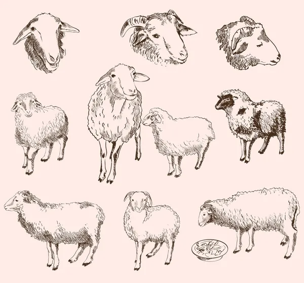 Sheep breeding — Stock Vector