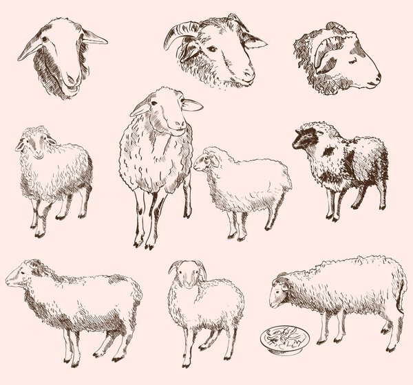 Sheep breeding