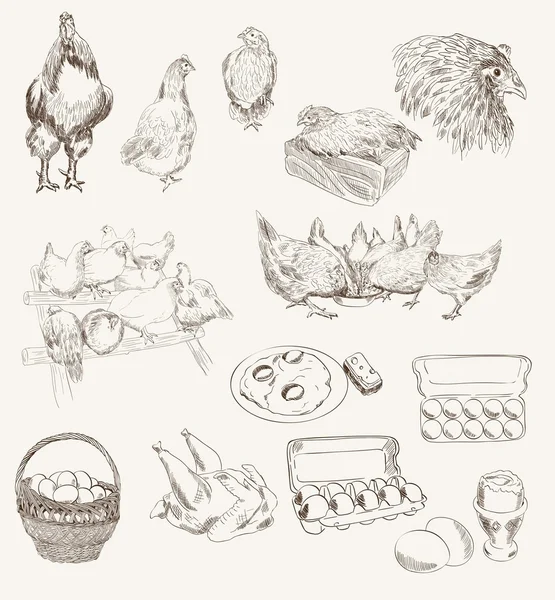 Vector egg chicken breeding set — Stock Vector