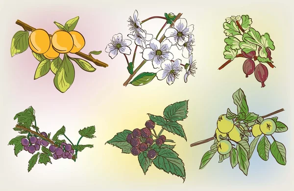 Conjunto de cosecha de bayas vectoriales — Archivo Imágenes Vectoriales