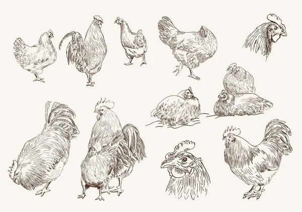 Κοτόπουλο αναπαραγωγή — Διανυσματικό Αρχείο