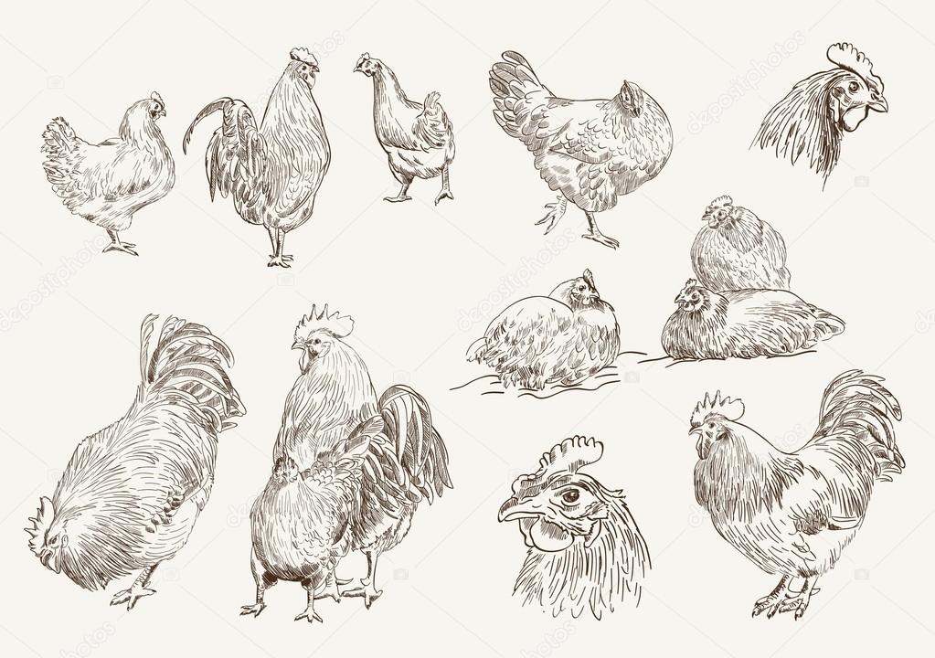 Chicken breeding