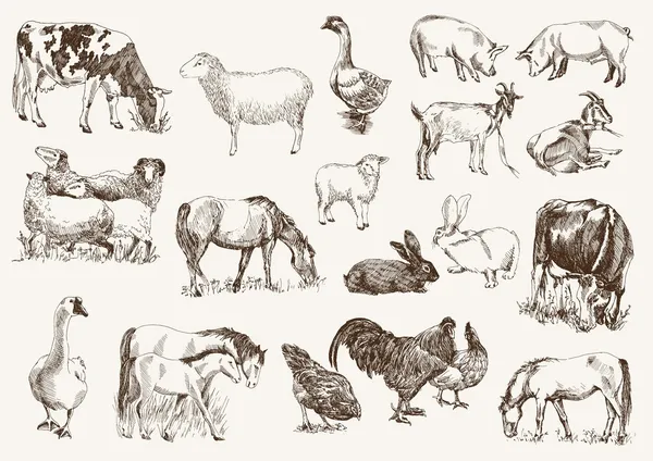 Animaux de ferme — Image vectorielle