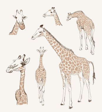 vahşi hayvanlar. zürafa