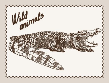 vahşi hayvanlar. Timsah