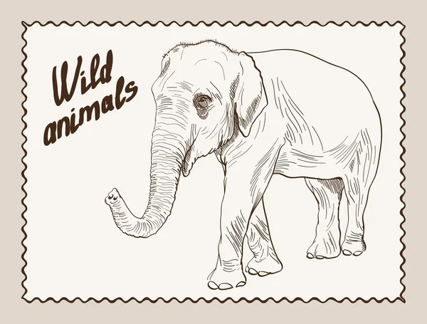 Wilde dieren. olifant — Stockvector