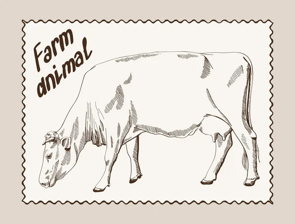牛ベクトル手描き — ストックベクタ