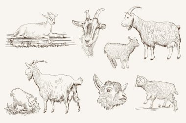 goat vector hand drawn clipart