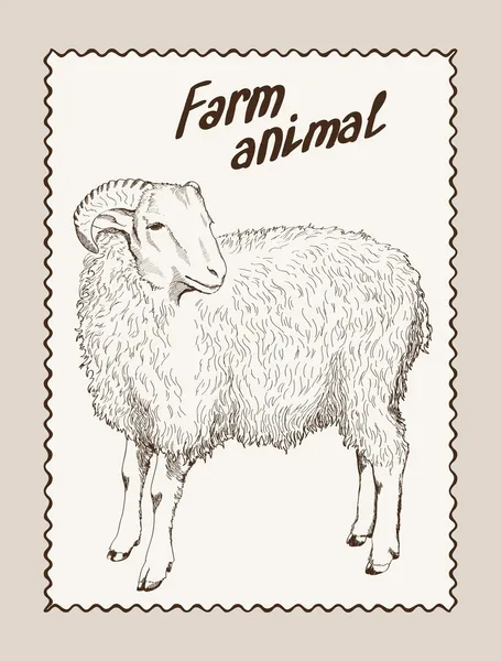 Criação de ovinos —  Vetores de Stock