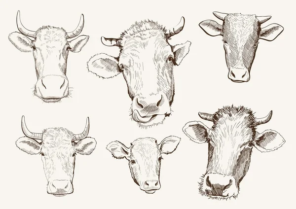 Head of cows — Stock Vector