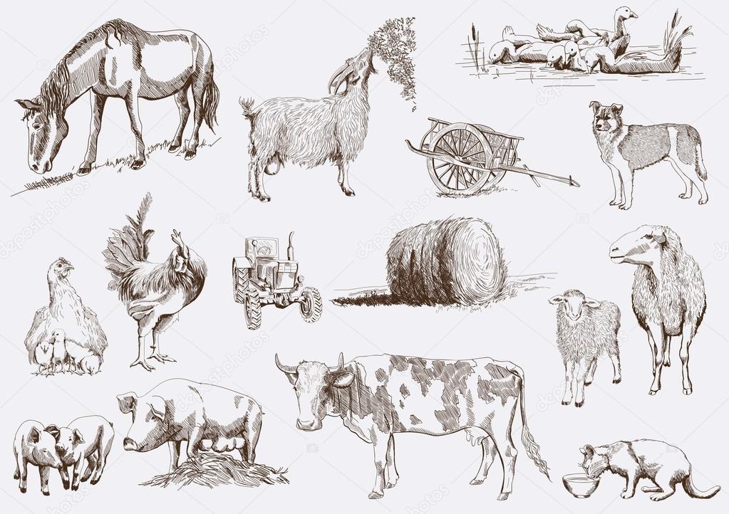 farm animals